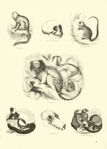 Pagina uit Het Picturale Museum van Geanimeerde Natuur