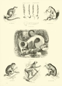Pagina uit Het Picturale Museum van Geanimeerde Natuur door English School
