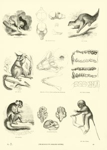 Pagina uit Het Picturale Museum van Geanimeerde Natuur