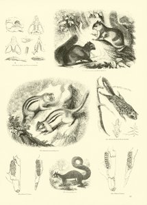 Pagina uit Het Picturale Museum van Geanimeerde Natuur door English School