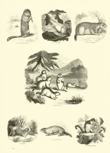 Pagina uit Het Picturale Museum van Geanimeerde Natuur door English School