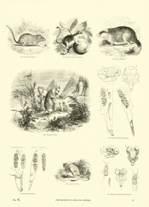 Pagina uit Het Picturale Museum van Geanimeerde Natuur door English School