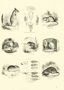 Pagina uit Het Picturale Museum van Geanimeerde Natuur