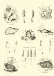 Pagina uit Het Picturale Museum van Geanimeerde Natuur