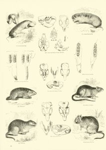 Pagina uit Het Picturale Museum van Geanimeerde Natuur