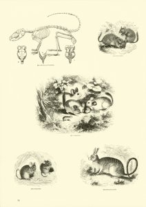 Pagina uit Het Picturale Museum van Geanimeerde Natuur