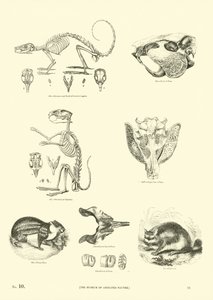 Pagina uit Het Picturale Museum van Geanimeerde Natuur door English School