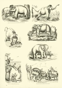 Pagina uit Het Picturale Museum van Geanimeerde Natuur door English School