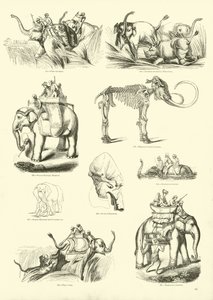 Pagina uit Het Picturale Museum van Geanimeerde Natuur door English School