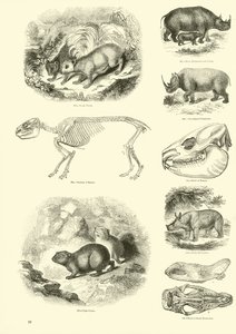 Pagina uit Het Picturale Museum van Geanimeerde Natuur door English School
