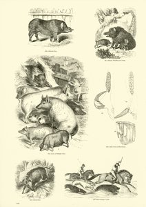 Pagina uit Het Picturale Museum van Geanimeerde Natuur door English School