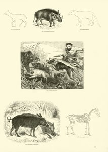 Pagina uit Het Picturale Museum van Geanimeerde Natuur door English School