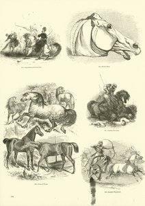 Pagina uit Het Picturale Museum van Geanimeerde Natuur door English School
