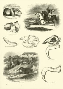 Pagina uit Het Picturale Museum van Geanimeerde Natuur door English School