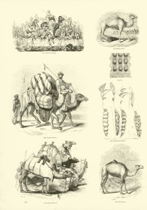 Pagina uit Het Picturale Museum van Geanimeerde Natuur