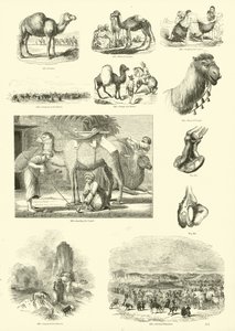 Pagina uit Het Picturale Museum van Geanimeerde Natuur door English School