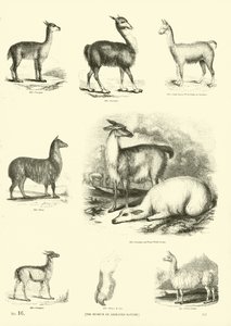 Pagina uit Het Picturale Museum van Geanimeerde Natuur