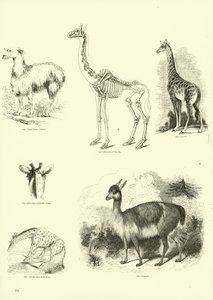 Pagina uit Het Picturale Museum van Geanimeerde Natuur