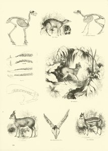 Pagina uit Het Picturale Museum van Geanimeerde Natuur door English School
