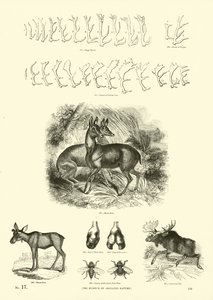 Pagina uit Het Picturale Museum van Geanimeerde Natuur door English School