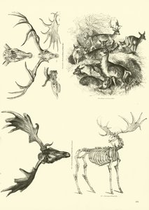 Pagina uit Het Picturale Museum van Geanimeerde Natuur