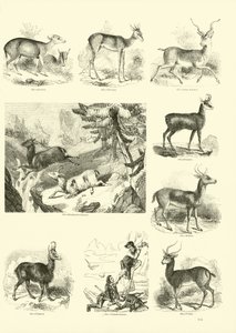 Pagina uit Het Picturale Museum van Geanimeerde Natuur door English School