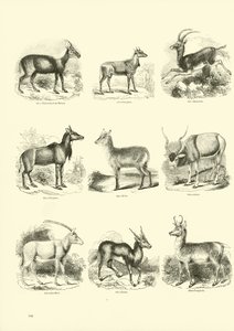 Pagina uit Het Picturale Museum van Geanimeerde Natuur door English School