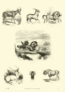 Pagina uit Het Picturale Museum van Geanimeerde Natuur door English School