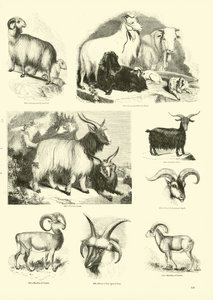 Pagina uit Het Picturale Museum van Geanimeerde Natuur door English School