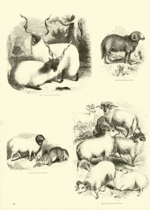 Pagina uit Het Picturale Museum van Geanimeerde Natuur door English School