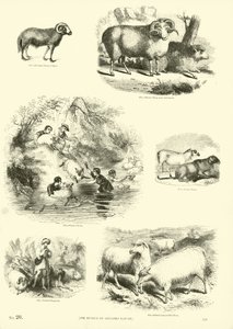 Pagina uit Het Picturale Museum van Geanimeerde Natuur door English School