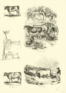 Pagina uit Het Picturale Museum van Geanimeerde Natuur door English School