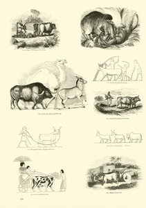 Pagina uit Het Picturale Museum van Geanimeerde Natuur door English School