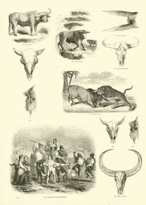 Pagina uit Het Picturale Museum van Geanimeerde Natuur door English School