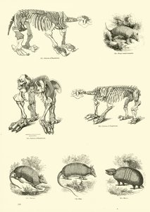 Pagina uit Het Picturale Museum van Geanimeerde Natuur door English School