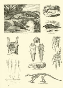 Pagina uit Het Picturale Museum van Geanimeerde Natuur door English School