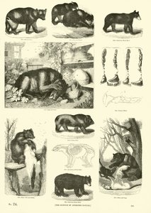 Pagina uit Het Picturale Museum van Geanimeerde Natuur door English School