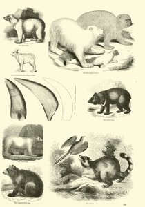 Pagina uit Het Picturale Museum van Geanimeerde Natuur door English School