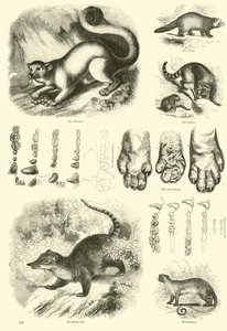 Pagina uit Het Picturale Museum van Geanimeerde Natuur