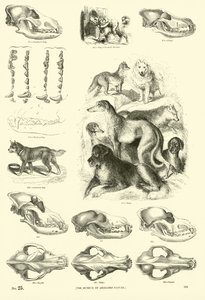 Pagina uit Het Picturale Museum van Geanimeerde Natuur