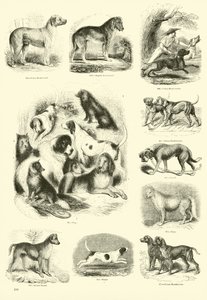 Pagina uit Het Picturale Museum van Geanimeerde Natuur door English School