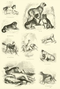 Pagina uit Het Picturale Museum van Geanimeerde Natuur door English School