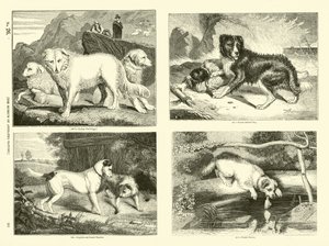 Pagina uit Het Picturale Museum van Geanimeerde Natuur door English School
