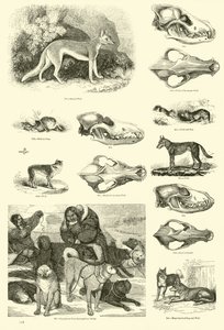 Pagina uit Het Picturale Museum van Geanimeerde Natuur