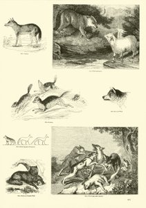 Pagina uit Het Picturale Museum van Geanimeerde Natuur door English School