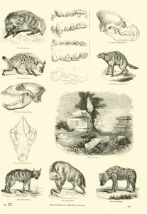Pagina uit Het Picturale Museum van Geanimeerde Natuur