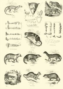 Pagina uit Het Picturale Museum van Geanimeerde Natuur door English School