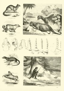 Pagina uit Het Picturale Museum van Geanimeerde Natuur door English School