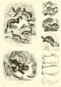 Pagina uit Het Picturale Museum van Geanimeerde Natuur door English School