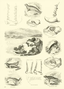 Pagina uit Het Picturale Museum van Geanimeerde Natuur door English School